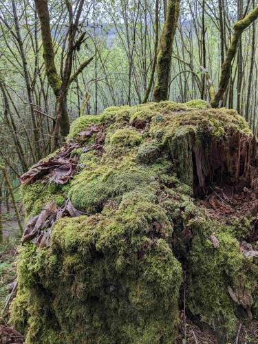 A large, moss-covered, and slightly rotted tree stump. Lots of smaller trees behind it with the hilly horizon visible through them.