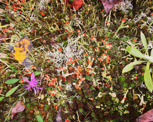 Landscape, orientation, close-up color, photo from directly above the ground magnifying, various types of lichen and moss that make up the forest floor. There are redcoat lichen, some sort of purple spiked flower, a yellow and brown leaf, a light red leaf, and some sort of green succulent on the right side. Green Pine-needle spheres grow mainly lower frame, but there's a bunch of them. It's a cornucopia of colors.