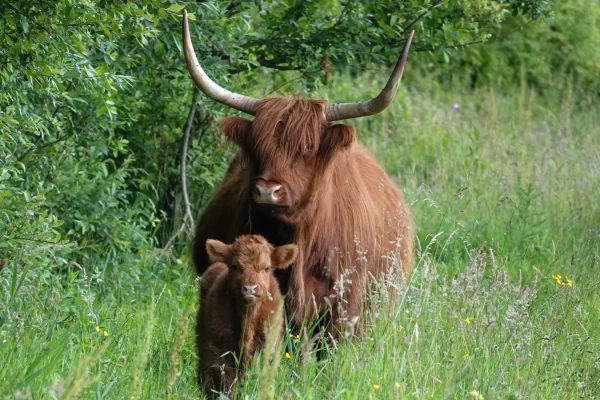 Photo of brownScottish Highland cows in tall green grass. A mother and child (in front of mother) looking towards camera.