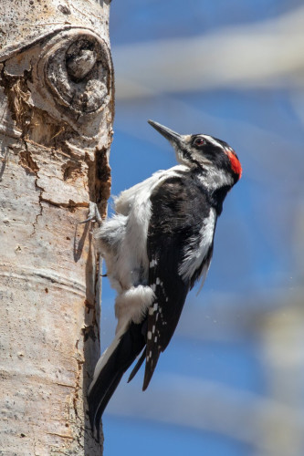 A Hairy Woodpecker bird clinging to the trunk of an aspen tree.