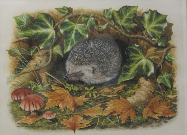 watercolor illustration of a single European Hedgehog on grassy ground, surrounded by leafy vines, roots, fallen leaves, and mushrooms