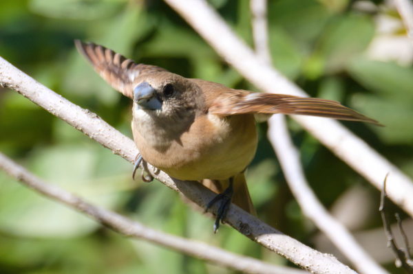 Small brown bird with blue-grey beak taking off from branch towards left of shot. Background is blurry branches and leaves