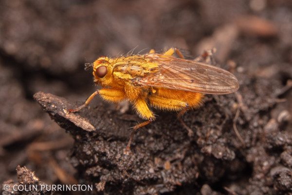 Bright yellow, hairy, slightly menacing fly perched a clump of wet soil.