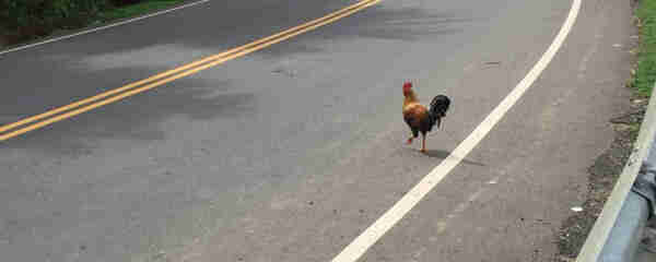 A photo of a chicken (specifically a rooster) beginning to cross a road. 

In English, there is a very famous joke that begins with "Why did the chicken cross the road?" There are many answers, the most common being "to get to the other side" but my favorite is "to knock knock on a door, walk into a bar, and change a lightbulb" which references three other famous English joke styles.