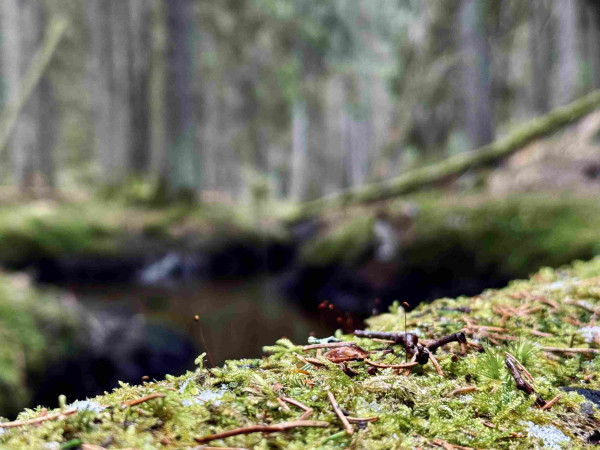 Mossy tree fallen over a stream in the woods with lots of green in the background out of focus.