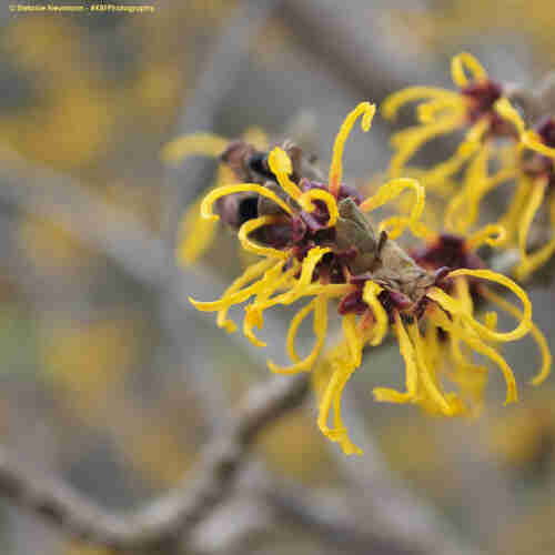 Yellow flower of witch hazel in close-up.