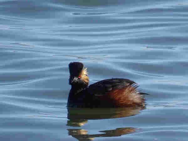 An eared grebe floats on the surface of a reservoir. The small diving bird has a reddish color to its body feathers, with the tail being a fluffy pink and white. Dark wings lay across its back, while a dark head is turned towards the camera, allowing the sunlight to illuminate the bright gold feathers that lay on the sides of its head. A bright red eye looks out over a sharp narrow beak.
