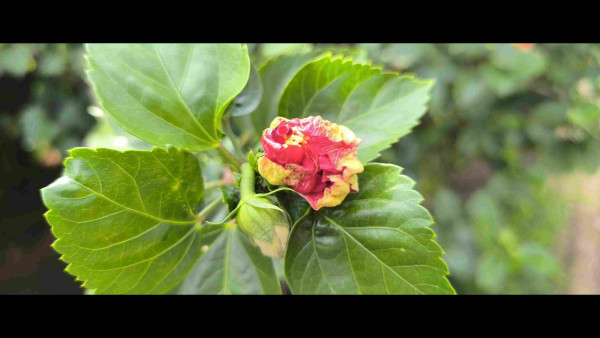 A flower, I think hibiscus, bursting out of a bud. It's oversaturated red color in the middle of the image surrounded by green leaves, foreground sharp in focus and background blurred