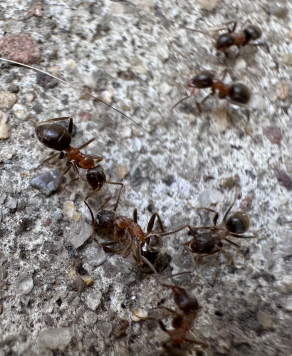 A black ant with a dark red mesonoma is injured and surrounded by others trying to rouse her. 