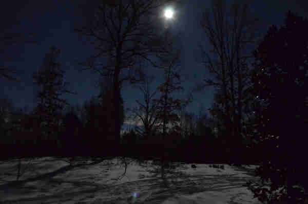 A nearly full moon at night looks like the sun in this long exposure of winter bare trees and their long moon shadows on the snow