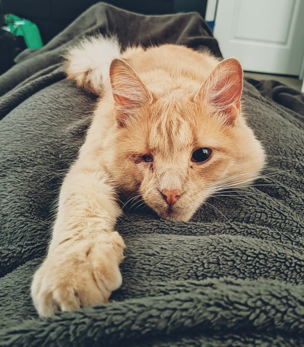 Hawk, my orange rescue cat, is laying flat on me this morning in bed on the blanket. The blanket is black so it really brings out his fur. Before I adopted Hawk from the Michigan Humane Society, he had been abandoned and abused.