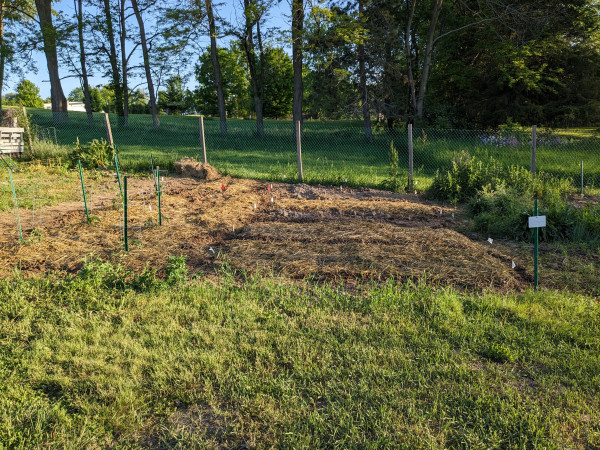 A large vegetable garden plot at a local community garden area. Some of the rows have been planted and have straw covering them to protect the seeds and keep the ground moist. To the left, six tomato transplants are in the ground, with stakes and cages around them for support.