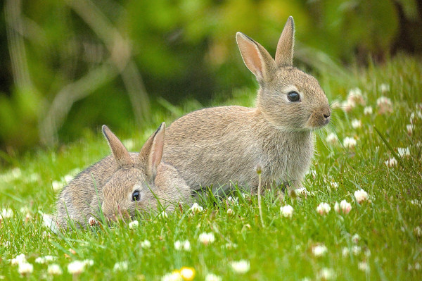 Two tiny Rabbits close together on a Daisy covered lawn, one is laid down feeding looking to left of frame, the other is alert and looking to the right. 