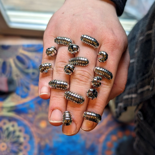 A person's hand with 15 slightly larger than life sized rolly pollys (aka pill bugs, aka wood lice, etc) made from silver arranged on the backs of their fingers. They range from fully rolled up to fully unrolled. Many have earring posts but they are hard to see as they are held between the fingers to keep them in position.