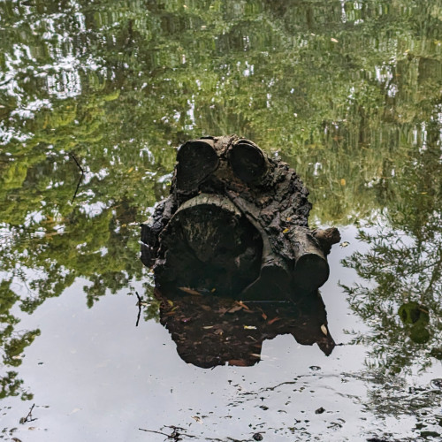 A creepy looking log in the pond that kinda looks like a toad