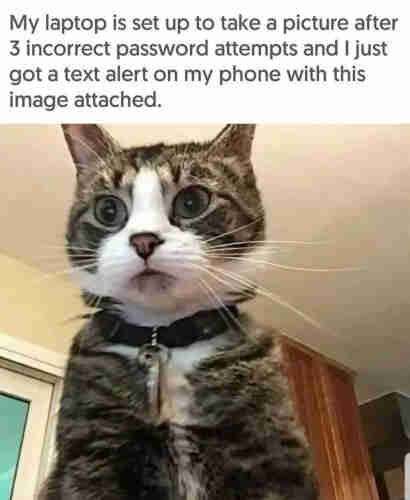"My laptop is set up to take a picture after three incorrect password attempts and I just got a text alert on my phone with this image attached."
Above the photo of a tiger cat with the collar and a name tag.
