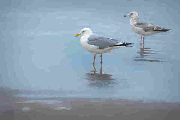 Two seagulls stand in shallow water, creating ripples and reflections beneath them. The background is a uniform, misty blend of greys and blues of the Gulf's water, highlighting the birds' presence. They are both Herring Gulls but in different plumage as one is an adult and the other is immature. Photo Art by Debra Martz