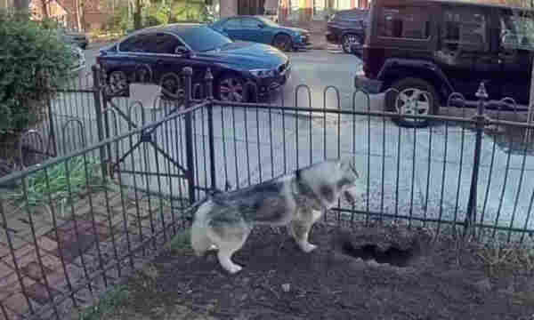 Kobe the husky’s owner says he detected a gas leak that threatened an explosion that could have damaged his Philadelphia neighborhood. His alertness has vaulted him to internet hero status. Photograph: Screenshot of Chanell Bell's video on her husky, Kobe