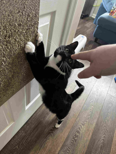 A black and white cat standing on its hind legs, scratching a textured post, while a human's hand points towards it.