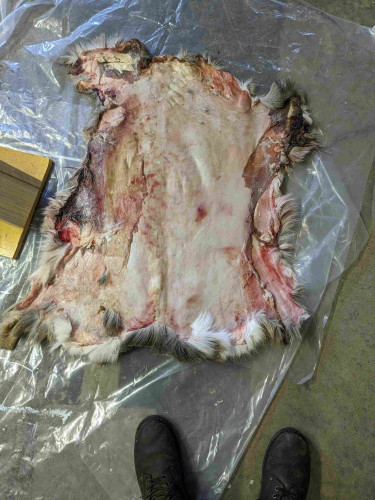 A deer hide, the middle of it has been "fleshed" - meaning the meat/fat/membrane layer has been removed to the skin. The sides still need to be done.
