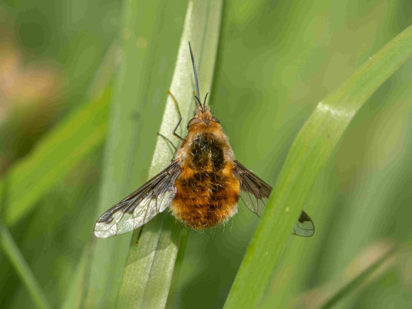 A furry brown fly, somwhat resembling a bee, with a long proboscis and large wings with dark markings. The fly is resting on a blade of grass.
