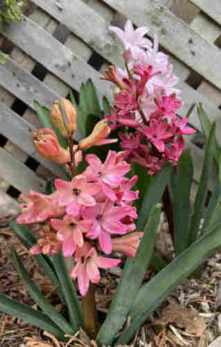 Clusters of hyacinth flowers, with pale pink in the back, deep pink just in front and to the right, peachy orange to the left, and peachy pink in the front. The colors go so well together, all in the same warm pink range but with variety. I can imagine somebody choosing this theme for bridesmaids dresses in a wedding. 