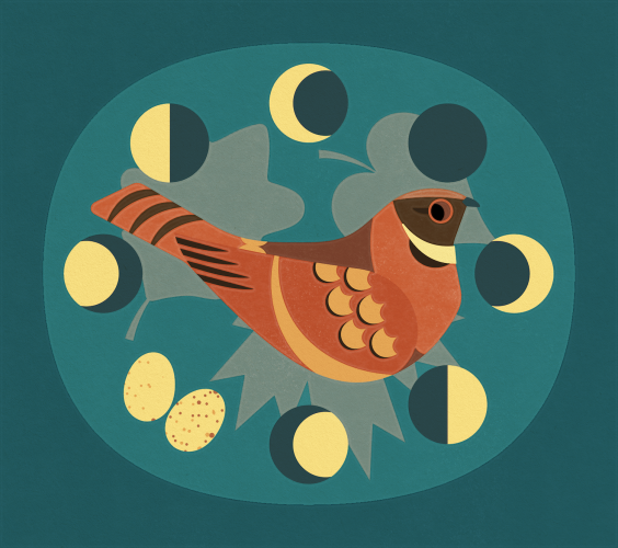 Flat illustration of an Eastern Whip-poor-will framed by moon phases. The full moon is replaced by two eggs, as their mating is timed with the moon. More light means more foraging time and more food for their nestlings!