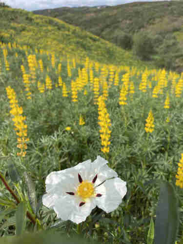A white flower with red markings and a yellow center in focus, with a blurred background of a field of yellow flowers and greenery.