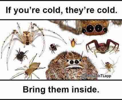 A photo of lots of cute spiders and the message: ”If you’re cold, they’re cold. Bring them inside.”