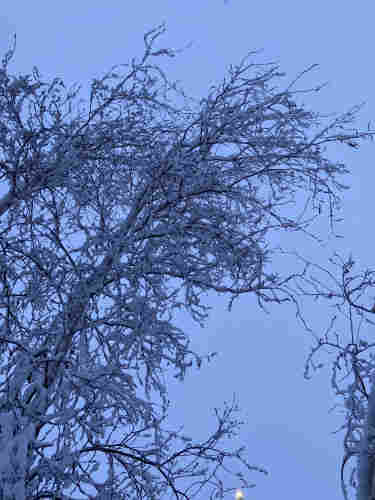 A birch tree, covered in snow, against gray-white sky in early morning while the snow continues to fall. 