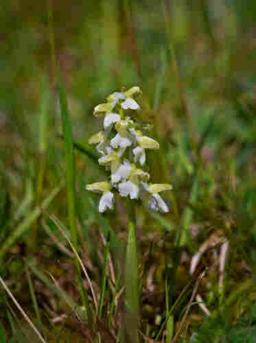 Die Blüten der Orchideen sind weiß anstatt purpurrot, die seitlichen Blütenblätter grün.