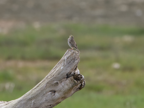 A Savannah Sparrow on a log, singing