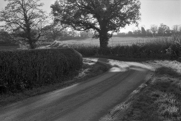 A lane between winter hedges comes from bottom left to centre right, then bends left to disappear behind the hedge, and reappear to left. In top centre of the image is a tree blocking the low sun, casting a long shadow down the damp lane towards the camera. Black and white photo.