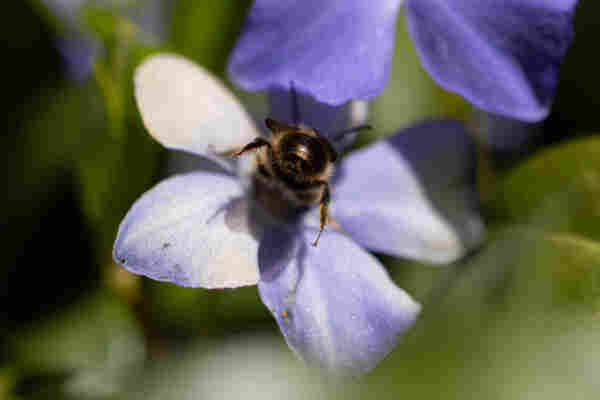 a bee butt as it's front is deep in a light purple flower. their back legs are not touching the flower and are slightly raised up