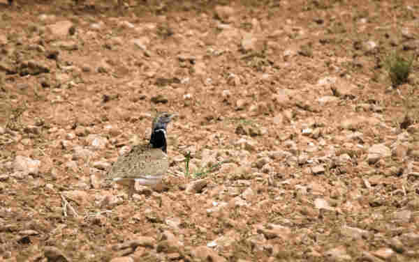 A ploughed field with a Little Bustard male bird just off centre left. The bird blends in really well to the brown ploughed field. 