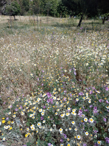 Photo of a section of a park that has been allowed to grow wild. There are some trees in the distance but the photo focuses on the ground which is a carpet of wild flowers, there's mallows and margaritas mixed with grass and other plants 