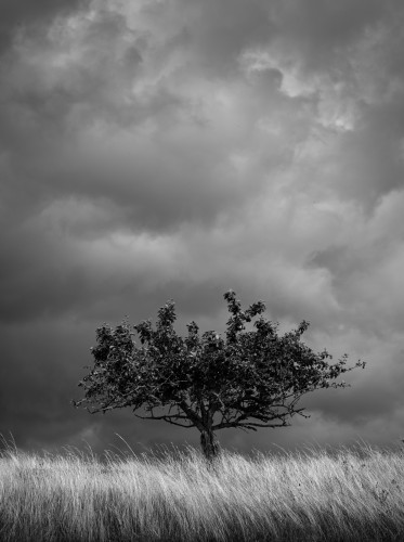 A solitary tree standing in a field of tall grass under a dramatic, cloudy sky in black and white.