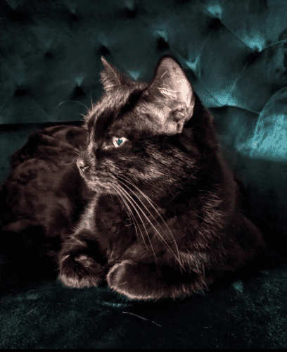A black cat sits on a dark green velvet chair. The cat's front paws are tucked beneath her, and she sits facing the left, looking at something out-of-frame. 