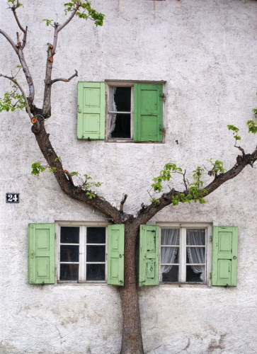 A rather scruffy looking tree with a thick trunk and a paucity of leaves hugs a house’s white stucco wall. The trunk squeezes between two windows with Chartreuse coloured shutters, while its two branches grow to left and right around a third such window. 