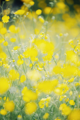 A field of vibrant yellow buttercups in full bloom, with a soft-focus effect creating a dreamy, blurred background and foreground.