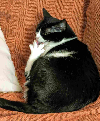 Black and white cat, on an orange couch, with a paw held up in front of their face, toes wide-spread, tongue sticking between them.