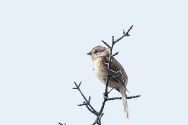 A profile view of a tree sparrow, on a thin, bare, branch.