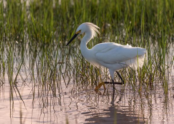 A photograph of a Snowy Egret walking through a saltmarsh near sunset. One leg is raised, showing its yellow foot.
