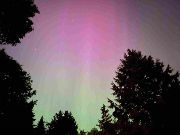 green and pinkish purple aurora colours behind black trees