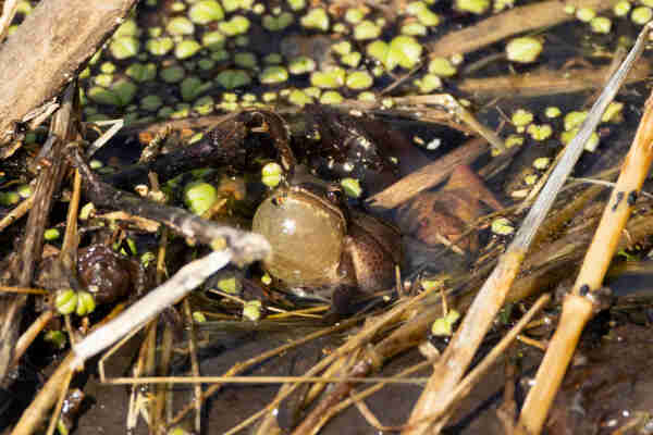 a small brown chorus frog sits among a mess of brown grasses and green aquatic plants in low muddy water. their throat is partially inflated in a croak