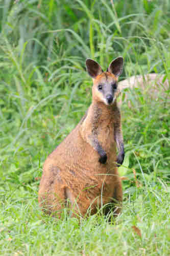 A gorgeous little swamp wallaby standing on hind legs, looking at the camera with both ears pricked up and facing the camera. 
She is a russet brown all over, with black paws, black ears and a grey mask. 