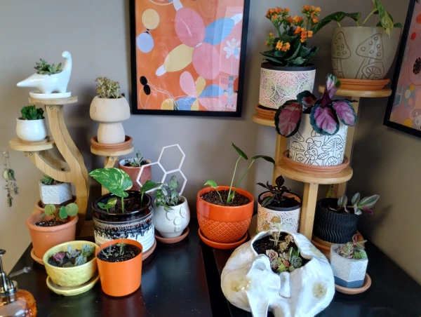 many plants in colorful pots