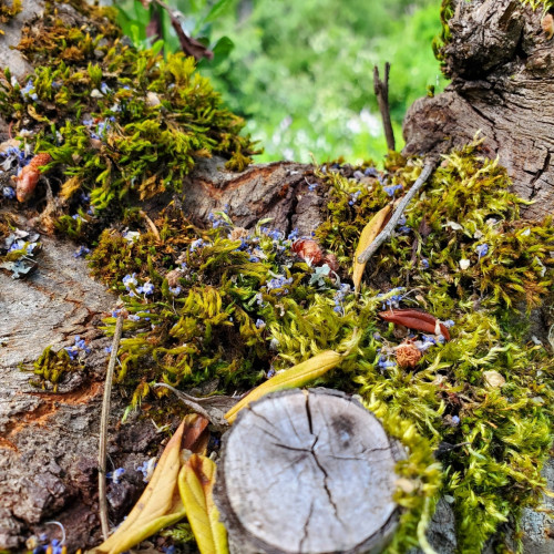 Tiny, fallen soap flower petals on moss on tree.