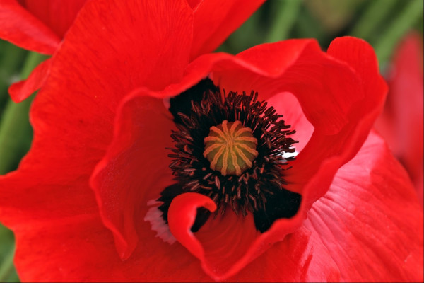 Closeup of a bright red poppy flower, looking down on the flower's centre and it's big textured middle surrounded by rings of upright stamens. The petals swirl around the centre like a flamenco dancer's dress