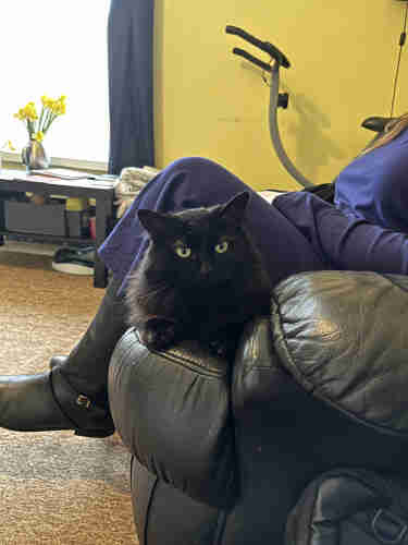 A black cat sitting under a human’s legs on a sofa because the human has rudely sat down on top of the cat